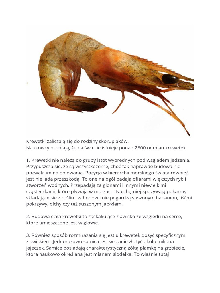 Krewetka o Wydruku | PDF