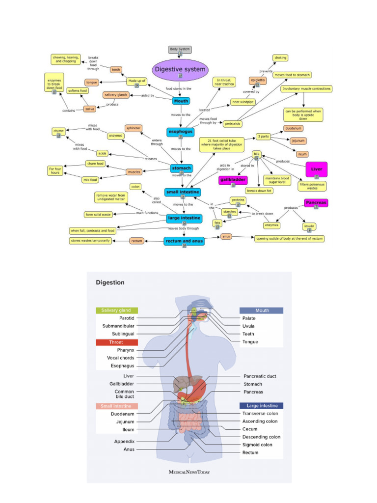 BIOLOGY Sistem Pencernaan | PDF