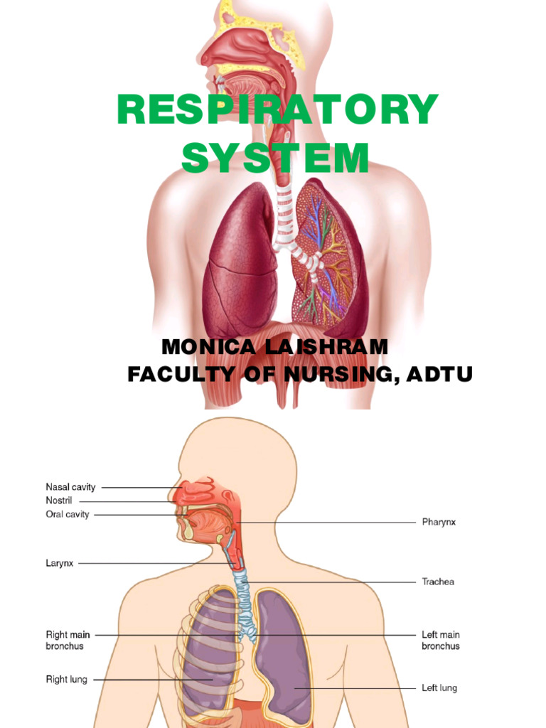 Respiratory system visual data 4