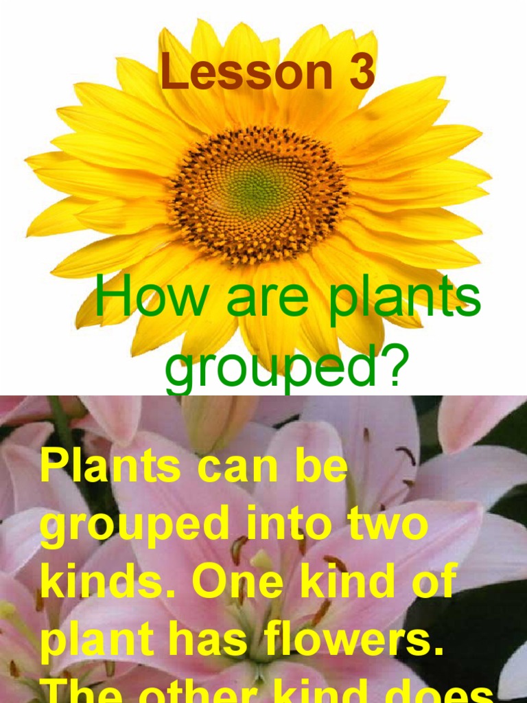How Are Plants Grouped