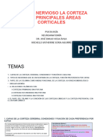 Sistema Nervioso La Corteza Y Las Principales Áreas Corticales