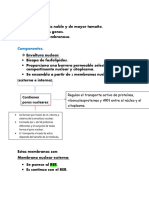 Nucleo y Divison Celular