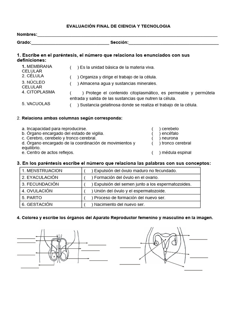 5° Grado - Evaluacion Ciencia y Tecnologia | PDF | Sangre | Vena