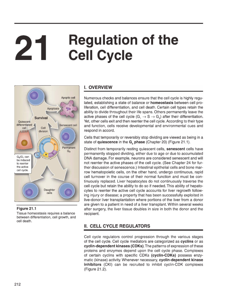 Regulation of the Cell Cycle Biology Diagrams