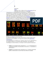 Cariotipo