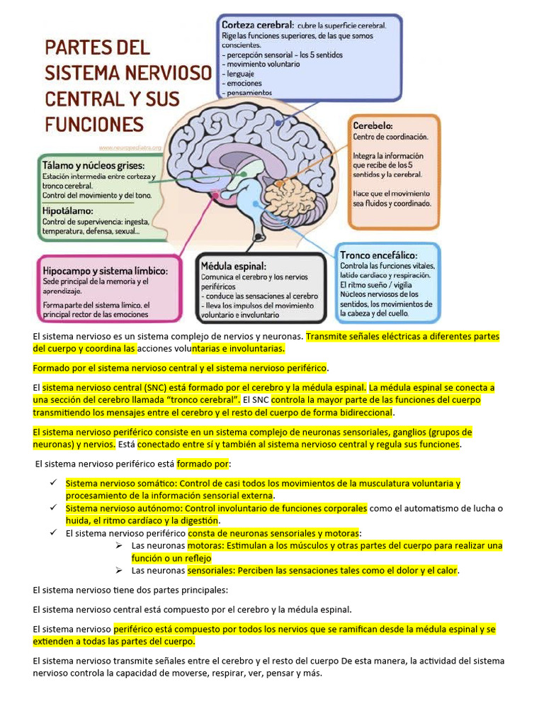 Estructura y Funciones del Sistema Nervioso | PDF | Sistema nervioso ...