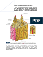 Tejido Óseo Laminar