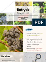 Botrytis