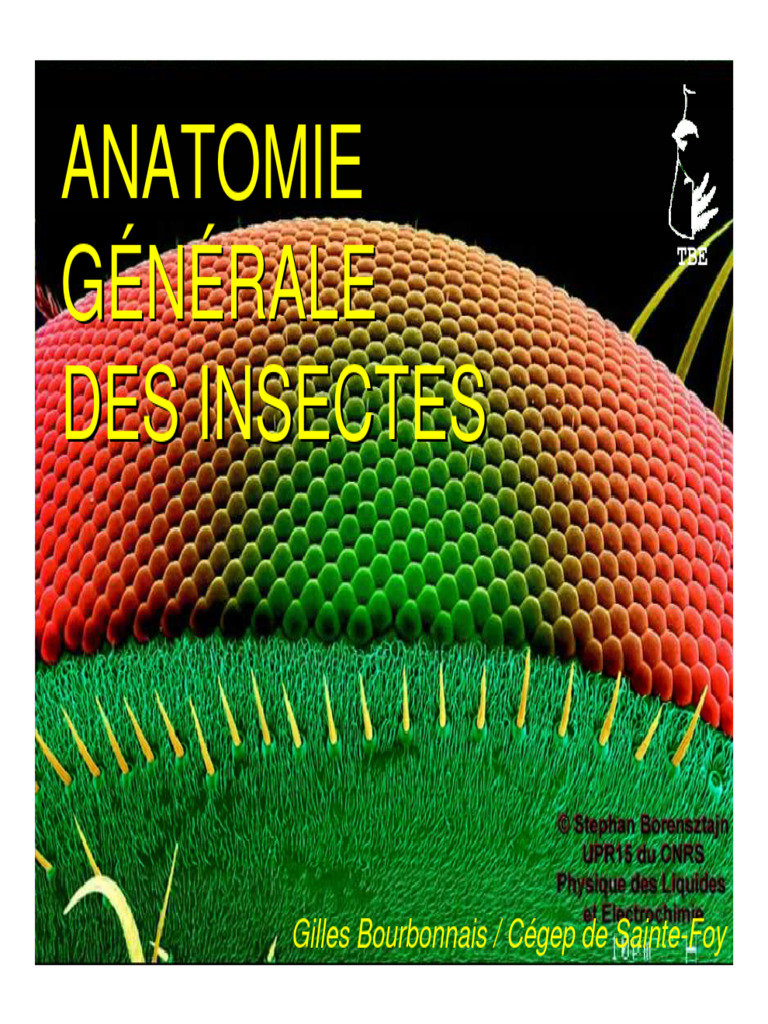 Anatomie Générale des Insectes | PDF | Zoologie | Insectes