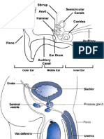 Important Diagrams Class 8 Science