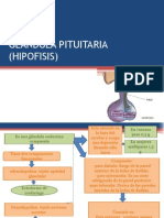 Glandula Pituitaria-3