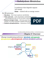 Overview of Carbs Metabolism