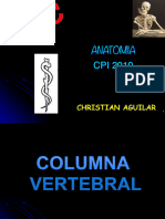 20CFC - Columna Vertebral