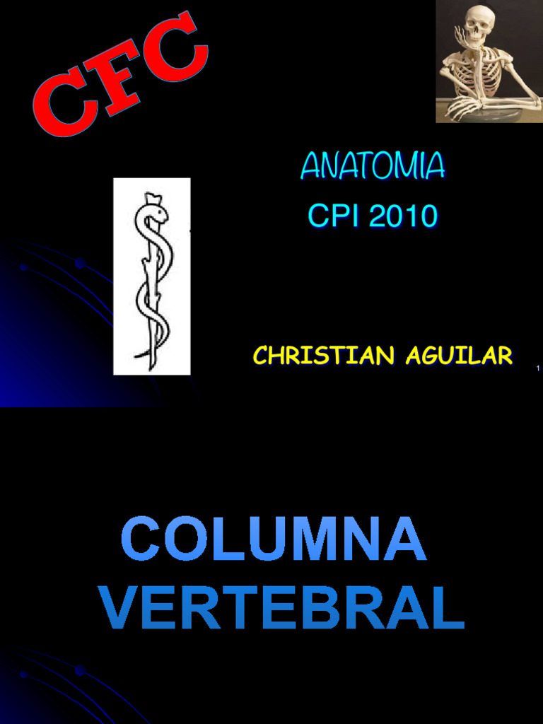 Anatomía de la Columna Vertebral | PDF | La columna vertebral | Vértebra