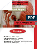Anatomy L4 Gluteal Region