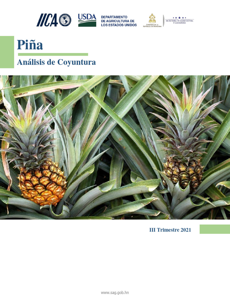 Ac Piña V21.3 | PDF | Agricultura | Honduras