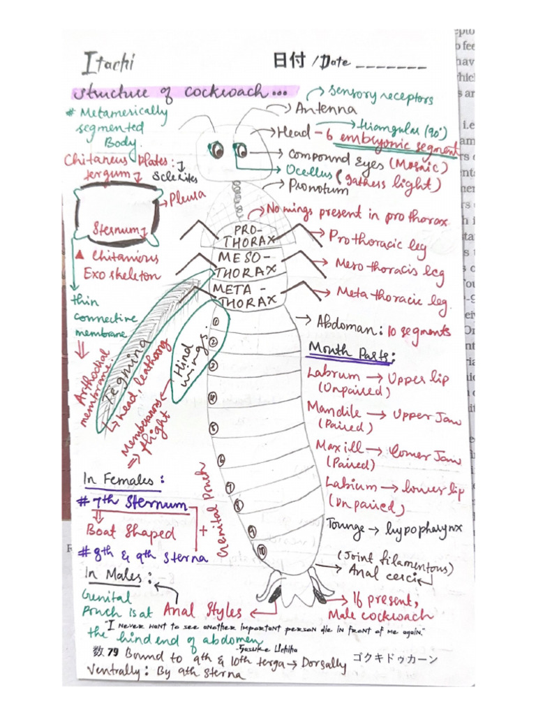 Cockroach | PDF
