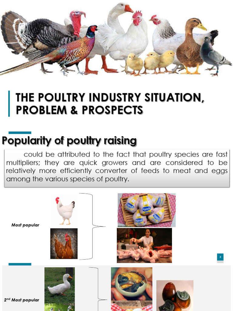 Poultry Industry Status and Prospects in PH | PDF | Chicken | Poultry