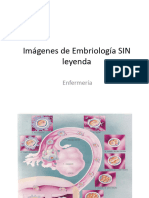 Imágenes de Embriología 