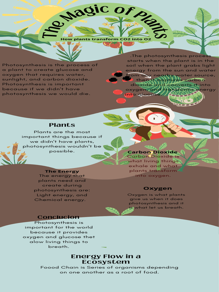 How Plants Transforms CO2 Into O2 Download Free PDF Photosynthesis