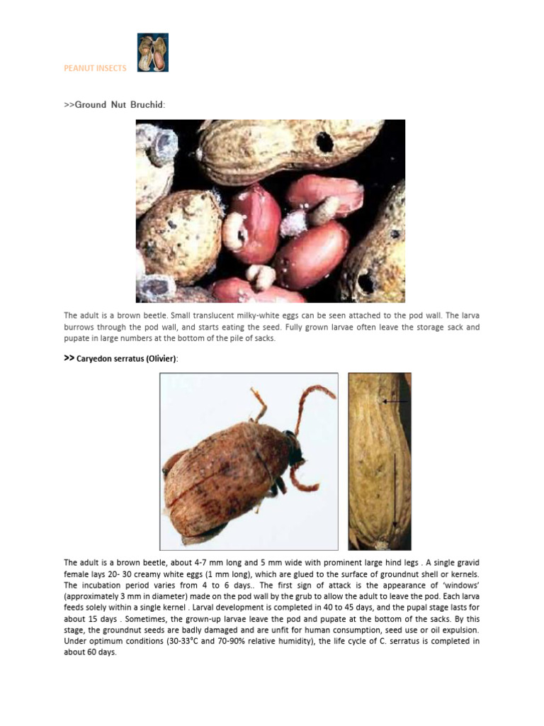 Major Groundnut Pests Overview | PDF | Pupa | Peanuts