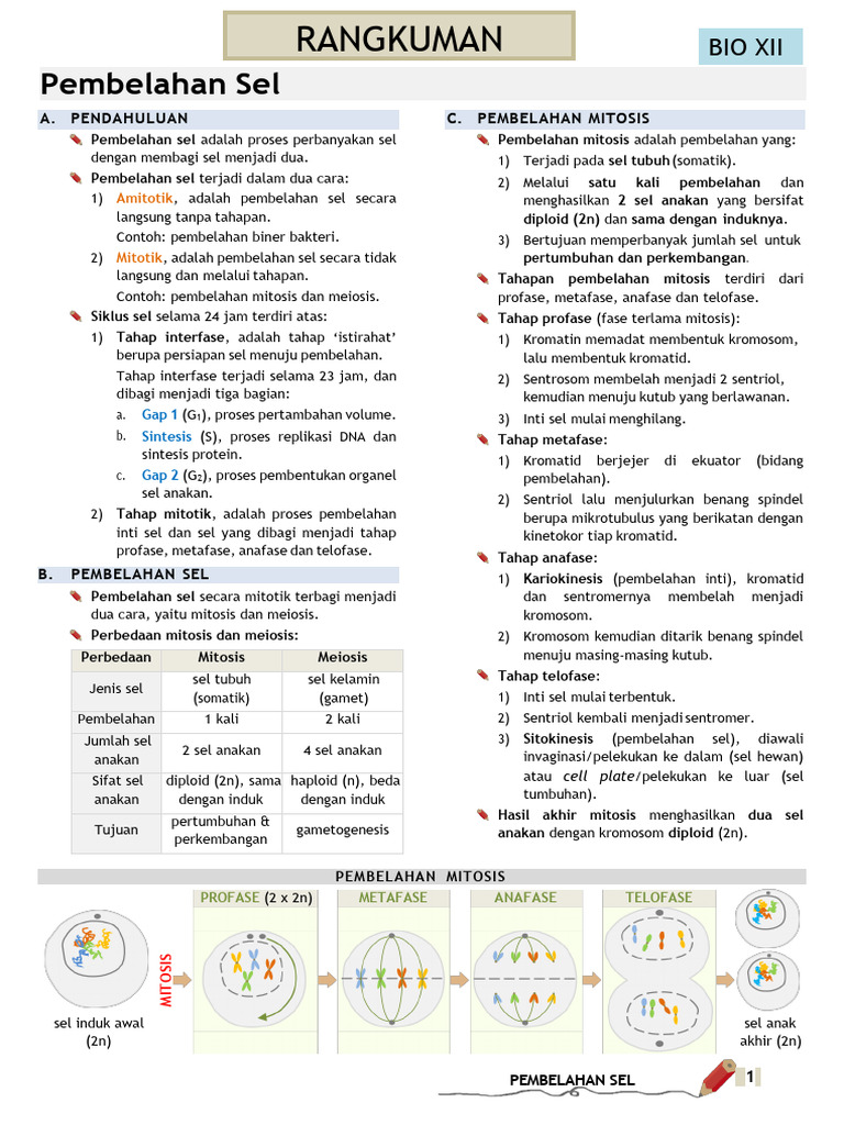 Rangkuman Pembelahan Sel Kelas 12 | PDF | Sains & Matematika