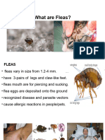 Fleas & Flies
