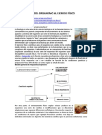 Adaptacion Del Organismo Al Ejercicio Fisico