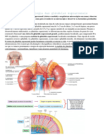 Aula 2 LMF MÓD C - Morfopatologia Das Glândulas Suprarrenais