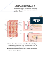 Musculo Esqueletico, Liso y Cardiaco.