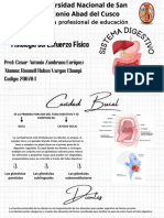 Sistema Digestivo
