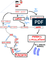 Fetal Circulation