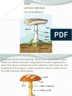 Topic - Mushroom