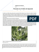 Manejo de La Floración en El Cultivo de Aguacate - Intagri S.C