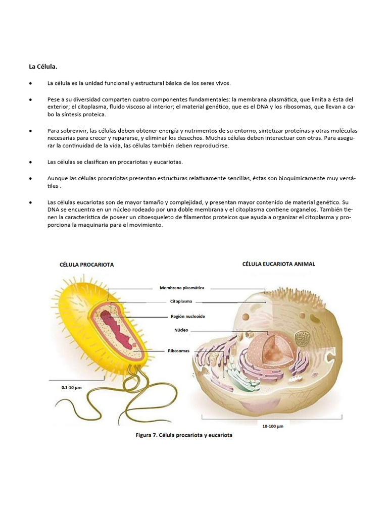 Resumen Celula Procariota y Eucariota | PDF | Biología Celular) | Las ...