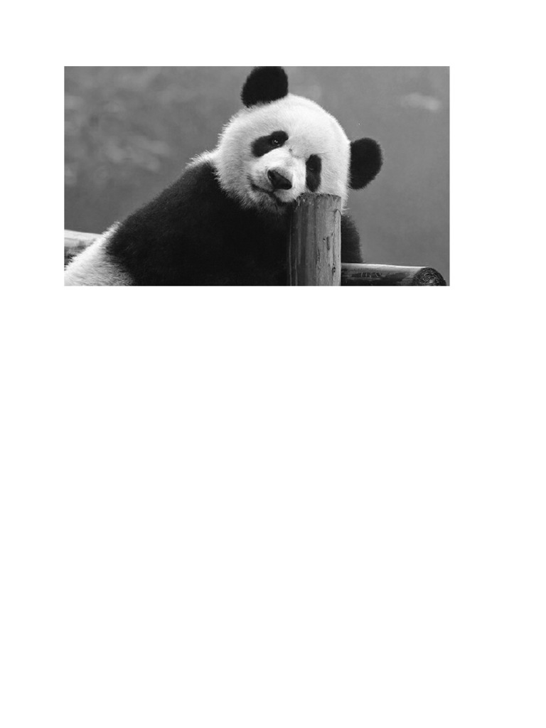Panda | PDF