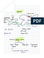 Anatomy of Thyroid