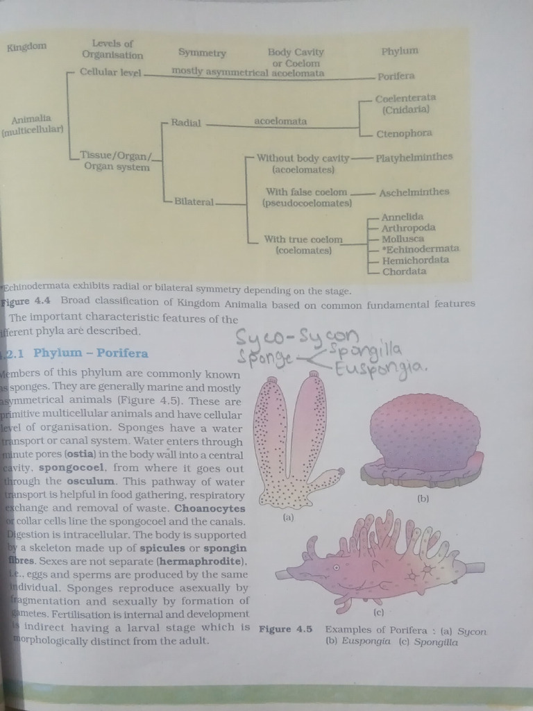 Animalia Examples | PDF