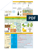 Histologia Vegetal