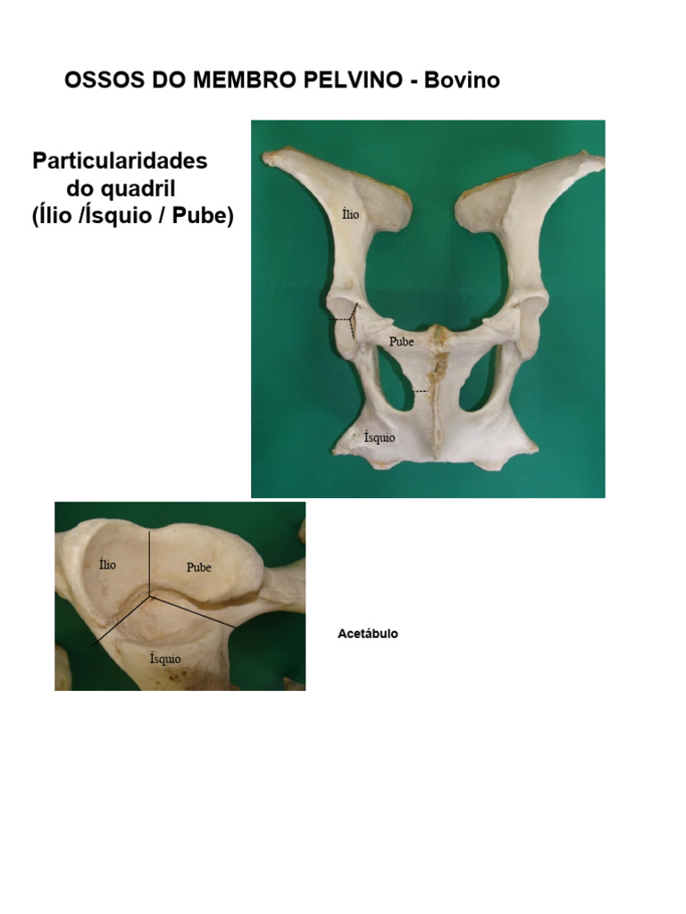 Anatomia do Membro Pélvico Bovino | PDF