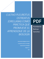Cultivo Pleurotus Ostreatus