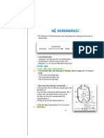 Hệ Adrenergic 