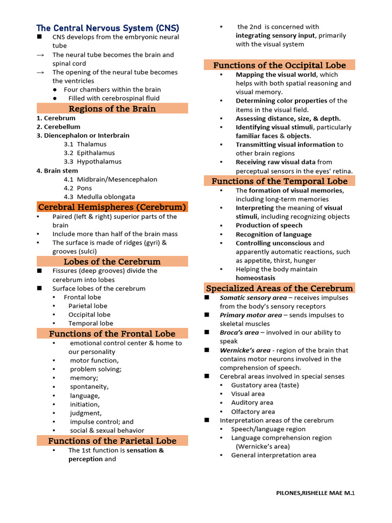 Overview of the Central Nervous System | PDF | Central Nervous System ...
