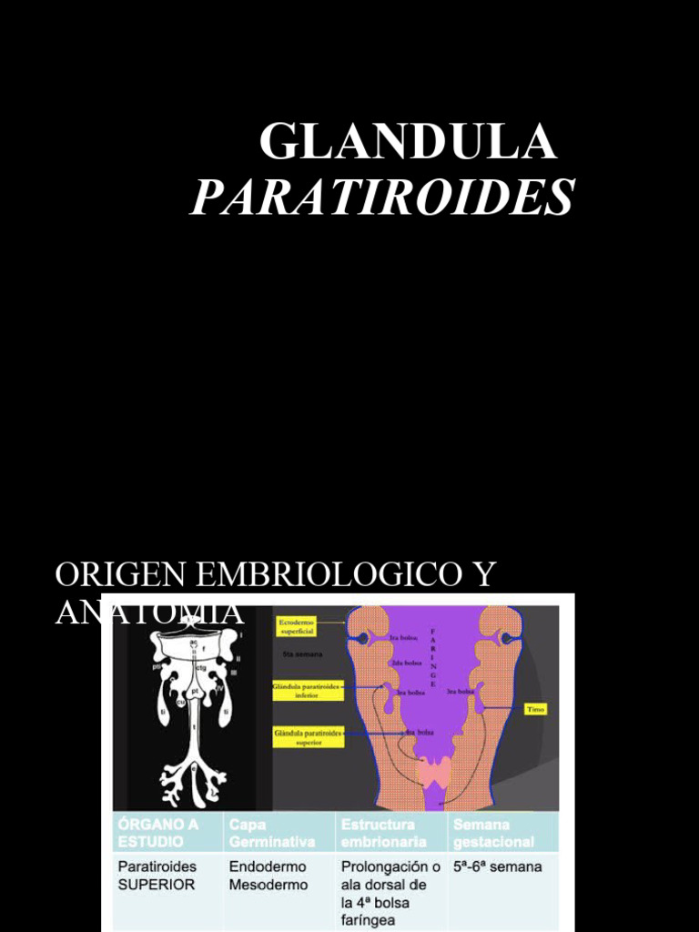Fisiología Paratiroides | PDF | Calcio | Glándula paratiroidea