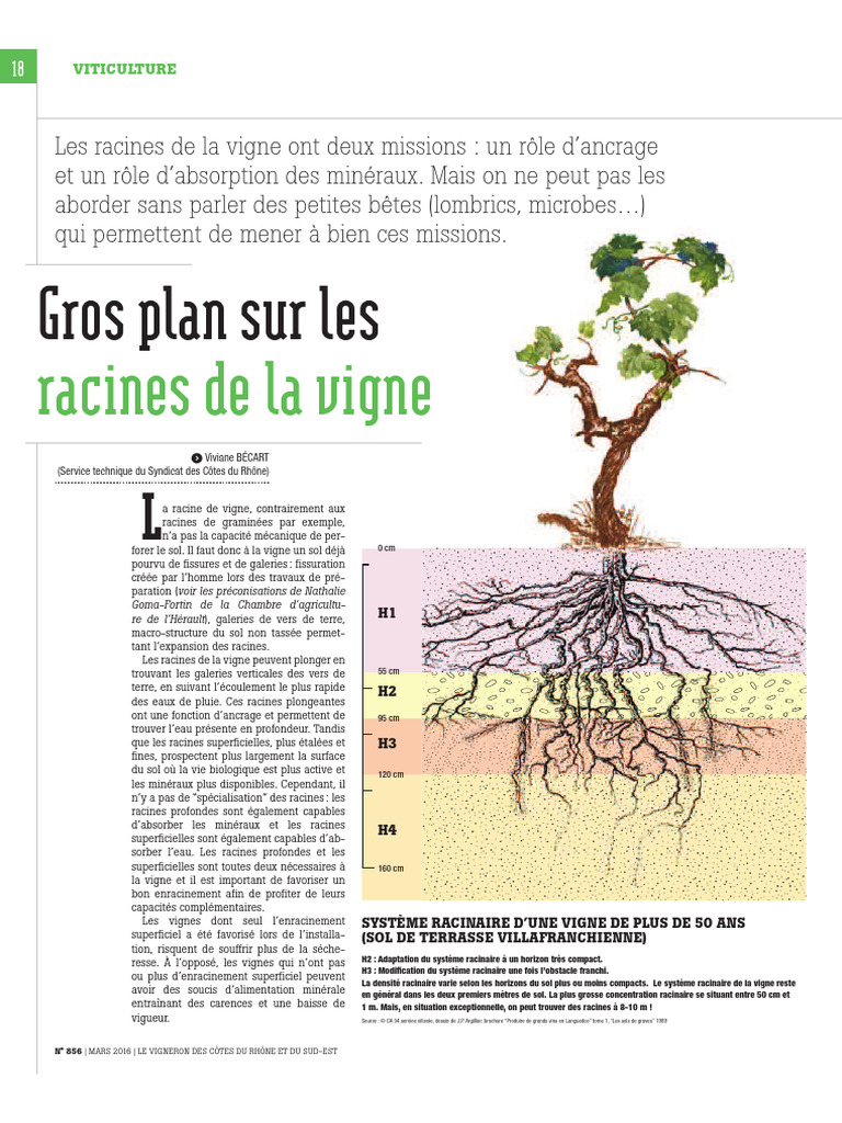 Système racinaire de la vigne : enjeux et adaptations | PDF | Racine ...