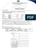 Taller Sistema Digestivo