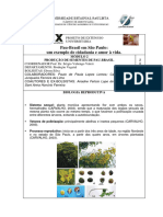 Modulo 2 Sementes Pau Brasil 13 - 12 - 16