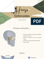 Hueso Esfenoides