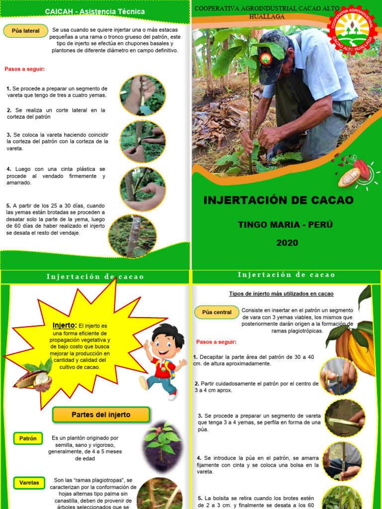 Injerto de Cacao: Técnicas y Pasos | PDF | Injerto | Organismos