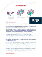 Tipos de Cerebro